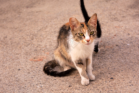 卡利科(塔比科)带着小猫咪的流浪猫妈妈图片