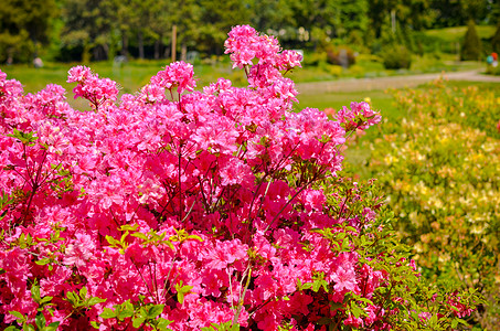 带粉红色花朵的罗多登山树丛宏观荒野紫色园艺植物植物学花园植物群公园环境图片