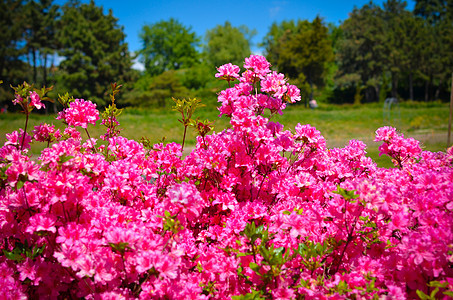 带粉红色花朵的罗多登山树丛植物群公园灌木季节花瓣紫色宏观花园空地生态图片