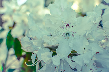 带花朵白花的繁多登树丛花园生态叶子植物群紫色公园季节荒野花瓣植物学图片