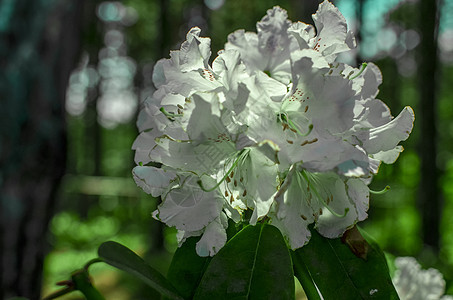 带花朵白花的繁多登树丛叶子植物空地季节灌木花园植物学花瓣园艺紫色图片