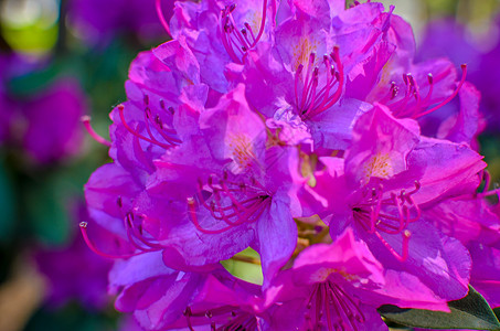 带粉红色花朵的罗多登山树丛叶子紫色生态花园灌木植物学花瓣空地宏观植物图片