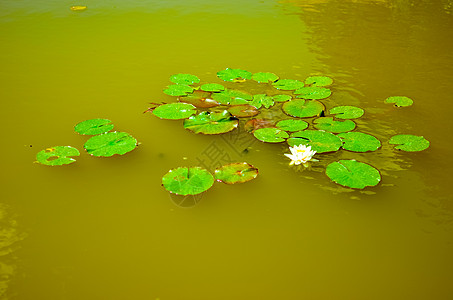 白百合花漂浮在绿水上叶子水库反射公园荷花植物学镜子环境植物花园图片