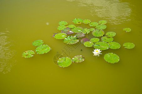 白百合花漂浮在绿水上反射镜子季节水坑投标水库荷花植物植物群公园图片