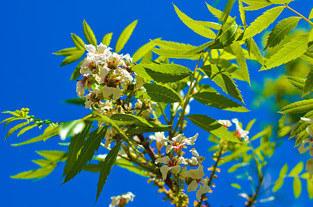 树上白花的丰满花园园艺照片杏仁香气生长花瓣天空樱花蓝色图片