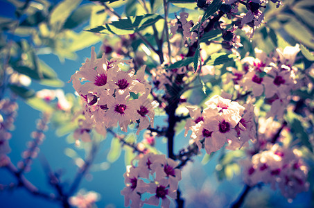 树上白花的丰满晴天季节植物樱花花瓣植物群蓝色香气园艺照片图片