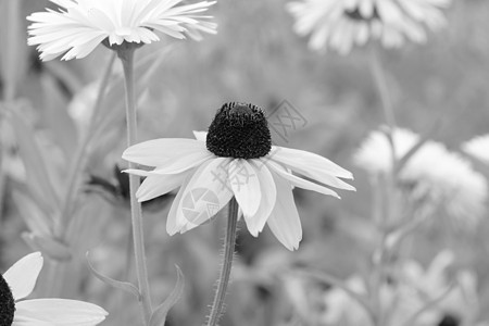 Rudbeckia花朵在其它花朵中开花图片