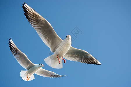 单海鸥在蓝蓝空中飞翔蓝色钓鱼海鸟天空自由航班支撑野生动物飞行荒野图片