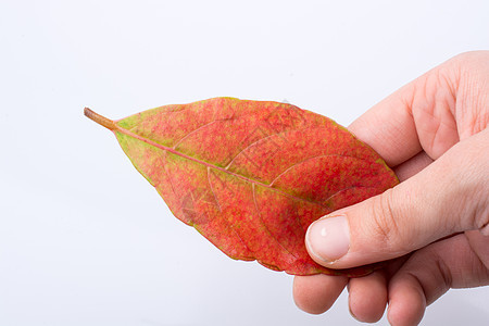 手握着白色背景的干枯秋叶树叶叶子干叶植物季节水彩黄色棕色背景图片