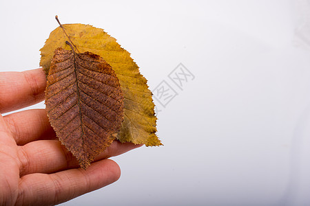 手握着白色背景的干枯秋叶棕色水彩彩叶叶子植物干叶树叶季节黄色背景图片