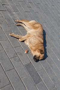 斯特拉尼狗在街上像孤单的概念一样孤独犬类宠物友谊流浪毛皮街道爪子守护配种警卫图片