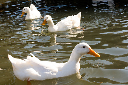 白切鸭池塘中的白鸭翅膀农场飞行荒野野生动物农业白色鸭子羽毛游泳背景