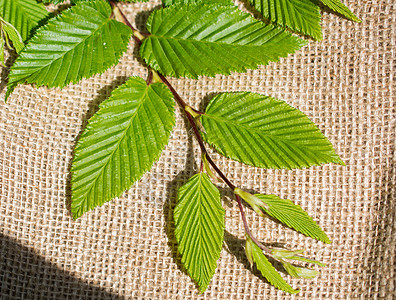 亚麻布上的绿叶绿色花园植物学环境叶子棕色背景生态树叶帆布图片