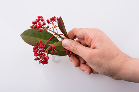 在白色背景上手手上发现的野果草本植物植物荒野枝条季节药品叶子玫瑰水果食物图片