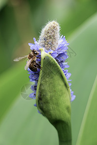 大自然花儿的蜜蜂花粉天线漏洞绿色蜂蜜花蜜花园昆虫黄色翅膀背景图片