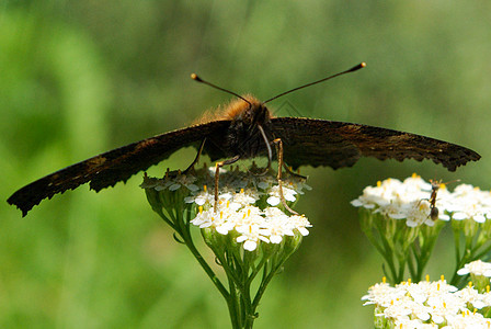 花上蝴蝶翅膀花瓣荒野昆虫季节植物野生动物美丽绿色花园图片