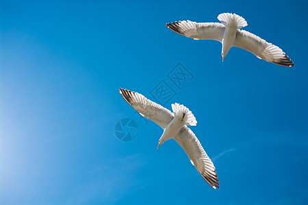 两只海鸥在天空中飞翔蓝色飞行野生动物羽毛荒野动物翅膀照片航班自由图片