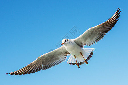 单海鸥在天空中飞翔自由蓝色荒野鸟类翅膀野生动物照片飞行羽毛动物图片