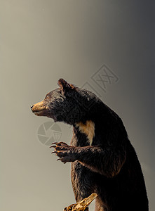 被填充的大黑熊作为野兽食肉森林毛皮猎人荒野捕食者动物头发牙齿眼睛图片
