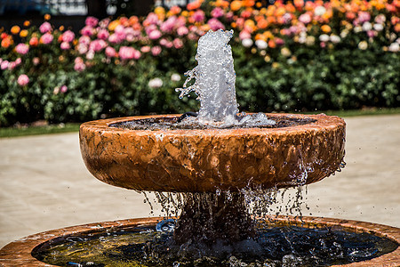 园里的泉水从喷泉中涌出玫瑰淋浴喷射水池花园公园园艺旅游场景池塘图片