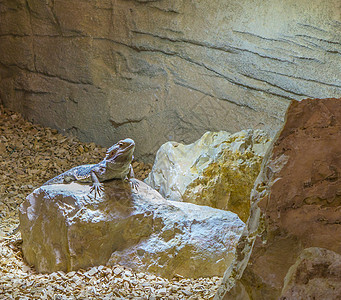 中央胡须龙蜥站在岩石上 是澳大利亚流行的爬行动物宠物图片