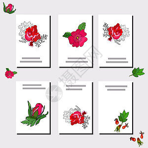 设置有六个花卉浪漫模板 玫瑰和树叶收藏白色纠纷装饰访问插图植物学问候语卡片风格图片
