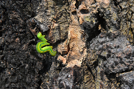 一只绿毛虫在木条上的缓慢运动幼虫黄色木头动物白色环境植物野生动物宏观昆虫图片