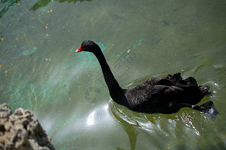 孤独的鸟儿生活在自然环境中自由飞行水禽优美城市黑天鹅鸟类照片水鸟野生动物图片