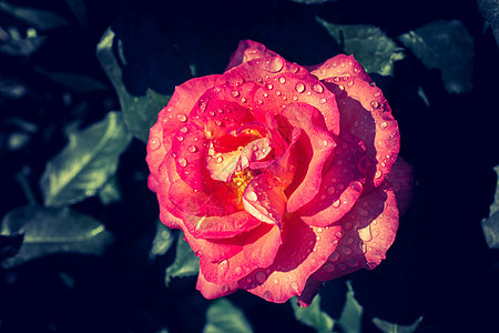 美丽的玫瑰 有水滴植物白色礼物叶子绿色花瓣花园图片