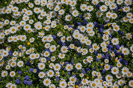 美丽的雏菊花作为背景植物花园场地花朵植物群黄色雏菊白色草地图片