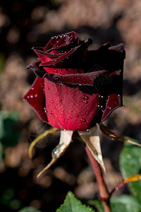 前卫的红色新鲜玫瑰图片