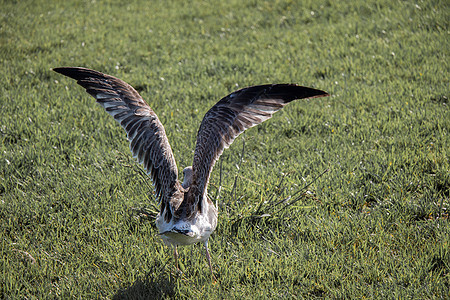 海滨海鸥在绿草上飞翔照片飞行羽毛自由植物天气天空荒野动物绿色图片
