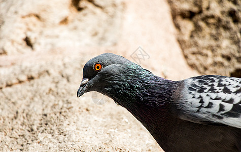 单鸽子坐在岩石上羽毛鸟类灰色城市野生动物翅膀石头自由荒野飞行图片