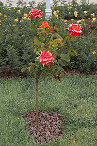 玫瑰树 花园里有粉红玫瑰季节衬套美丽园艺绿色植物群粉色玫瑰植物图片