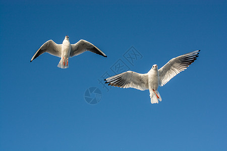 海鸥对等在天空中飞翔家禽航班野生动物朋友们伙伴海鸟飞行动物群鸟类自由图片
