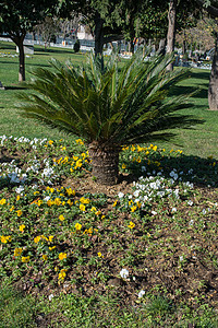 花朵展示在公园中的热带树绿色植物学生态叶子生长花园季节棕榈环境树木图片