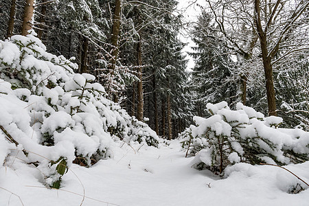 森林和树木 冬季下雪 云层覆盖公园环境假期场景降雪木头季节气候童话旅行图片