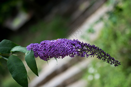 美丽的蝴蝶在花朵上围观园艺花瓣翅膀叶子植物礼物植物群季节君主昆虫图片