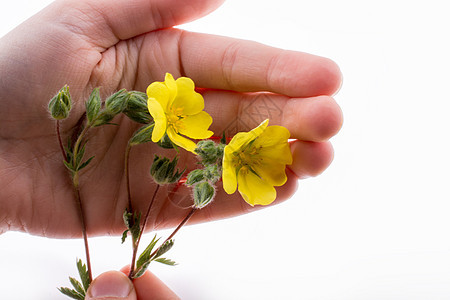 握着黄花的手季节生长植物绿色草地花瓣场地黄色花朵花园图片