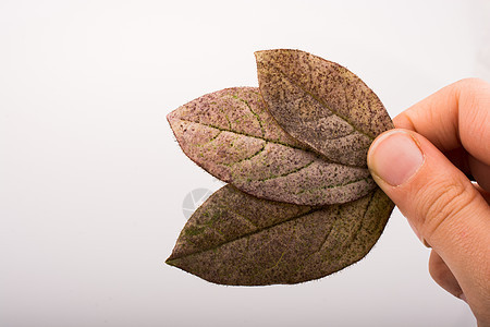 手握着白色背景的干枯秋叶季节黄色水彩叶子棕色树叶植物彩叶干叶图片