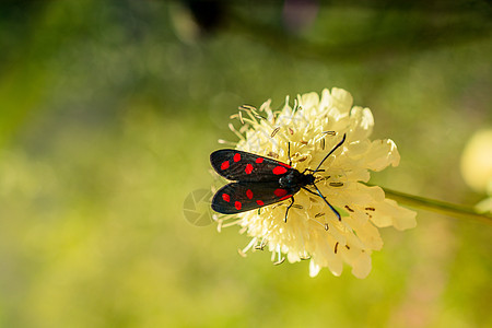 在花上喂食昆虫花瓣美丽草地翅膀漏洞季节花园动物群生活粉色图片