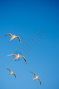 海鸥在蓝蓝的空中飞翔照片鸟类支撑动物天空翅膀荒野航班朋友们伙伴图片