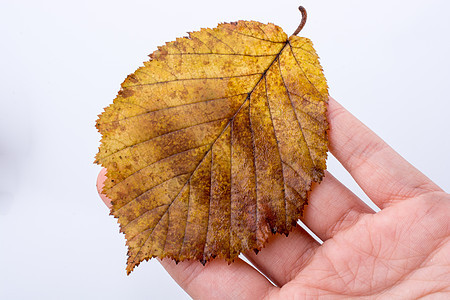 手握着白色背景的干枯秋叶干叶黄色叶子棕色季节树叶植物水彩背景图片