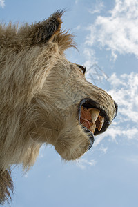 张着嘴的狮子头部毛皮野生动物危险头发捕食者生物牙齿食肉男性鬃毛图片