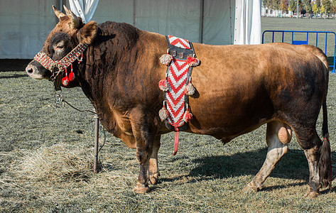 棕牛 上面印着土耳其传统布料 在绿草上力量女性场地工艺编织荒野动物艺术喇叭哺乳动物图片