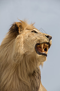 张着嘴的狮子头部食肉动物生物野生动物毛皮鬃毛捕食者荒野头发男性图片