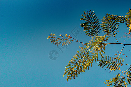 顶视图树叶 树枝生长在植物园中植物绿色植物叶子枝条生态种植园植被森林植物群边界图片