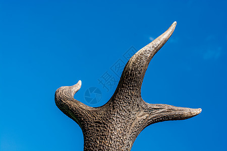 蓝天空中保存鹿标本的角角鹿角颅骨牛角荒野棕色喇叭毛皮男性森林天空图片