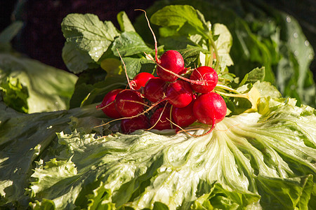 一连串红色的萝卜蔬菜食物花园生长叶子收成绿色沙拉植物营养图片
