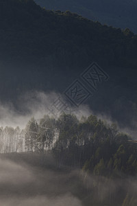 罗马尼亚萨尔西乌亚山丘的浓雾的夏季风景环境国家日落太阳冒险森林顶峰天空薄雾场景图片